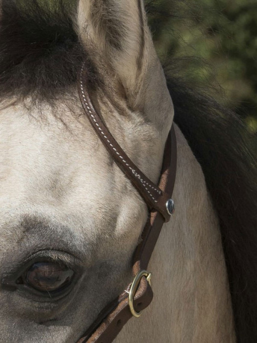 Bridon 1 oreille Westride by Franck Perret