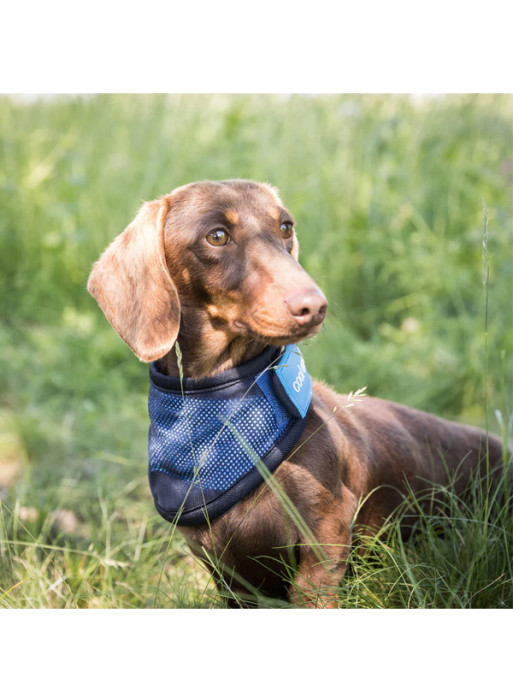 Bandana rafraîchissant pour chien Cool on Track Back On Track