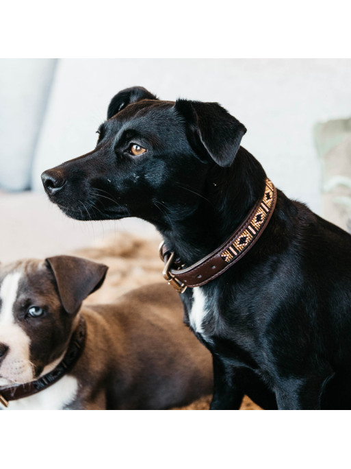 Collier pour chien perles faites main Kentucky