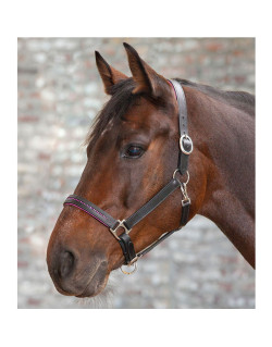 Licol cheval cuir X-Line Rosé - Waldhausen - WALDHAUSEN - Licols cuir -  Equestra